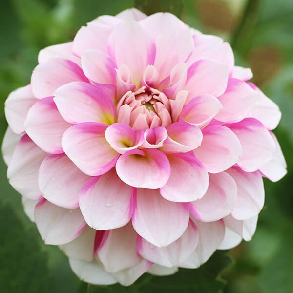 春植え球根 ダリア さくらミルク (小輪) 1球