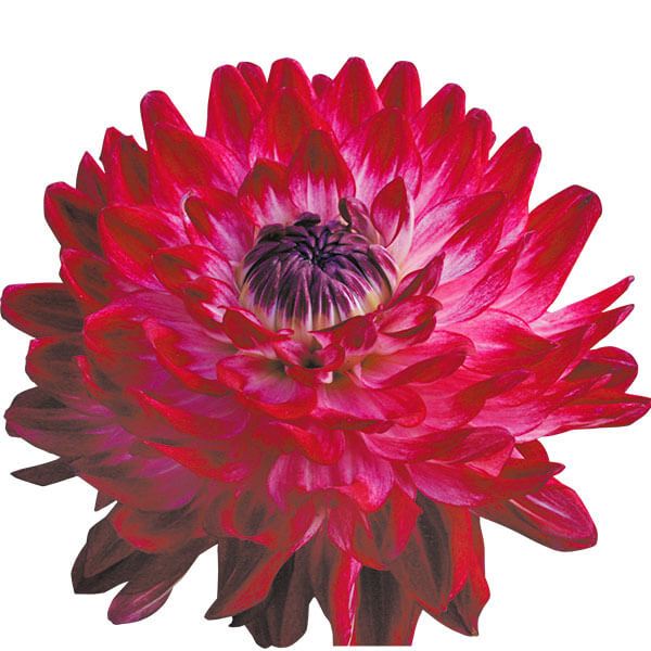 春植え球根 ダリア 華純 (中輪) 1球