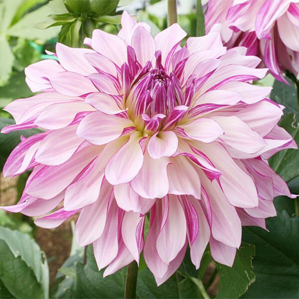 春植え球根 ダリア ノーブルライト 1球