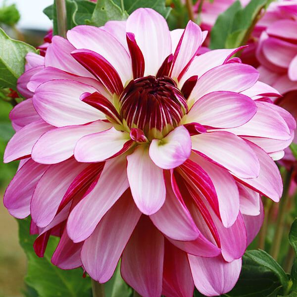 春植え球根 ダリア フェルメール 1球