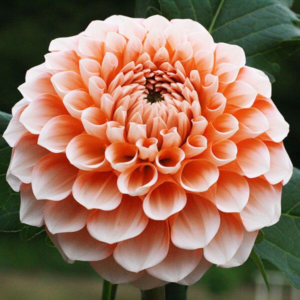春植え球根 ダリア ファンタジー 1球