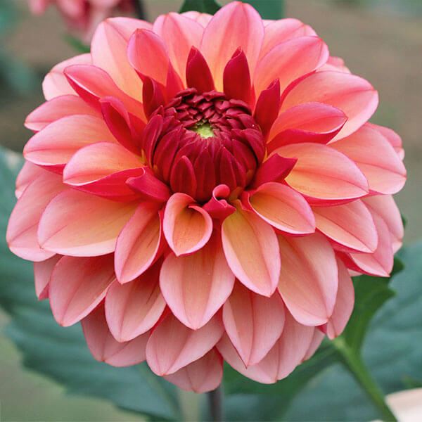 春植え球根 ダリア ピーチマカロン 1球