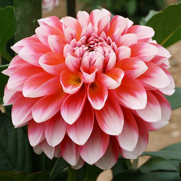 春植え球根 ダリア 花夢（かむ） 1球