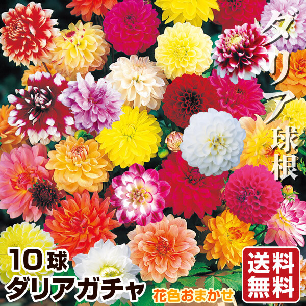 春植え球根 ダリア ダリアガチャ(無選別) 10球 送料無料