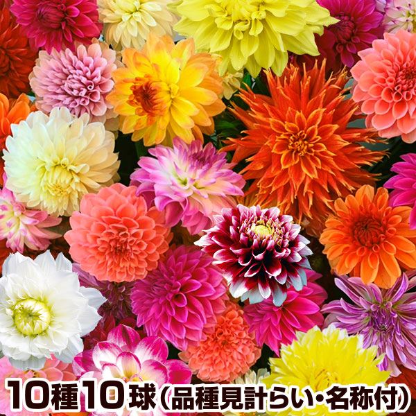 春植え球根 ダリア コレクションセット (品種見計らい・名称付き) 10種10球 送料込み