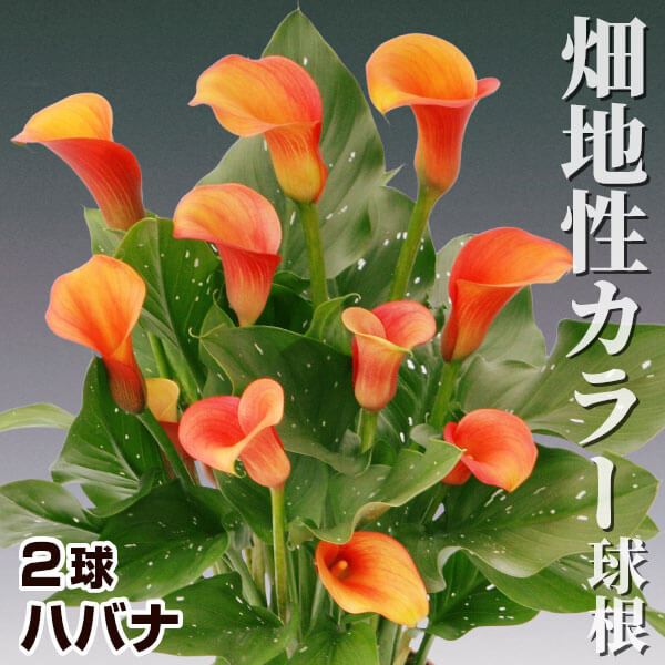 春植え球根 畑地性カラー ハバナ 2球