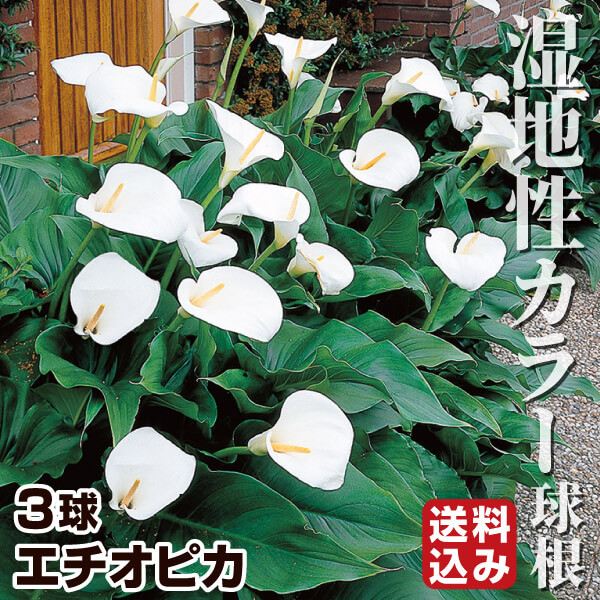春植え球根 湿地性カラー エチオピカ 3球 送料込み