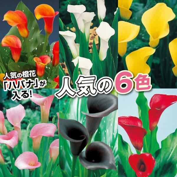 春植え球根 カラー 畑地性カラーレインボーセット 6種12球(各2球) 送料無料