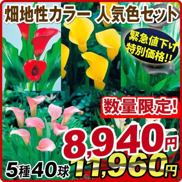 春植え球根 カラー 畑地性カラー人気色セット 5種40球(各8球) 【セット数限定大量販売セール】