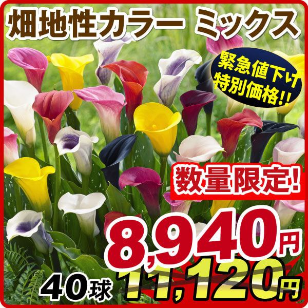 春植え球根 畑地性カラーミックス (無選別) 40球 【セット数限定大量販売セール】