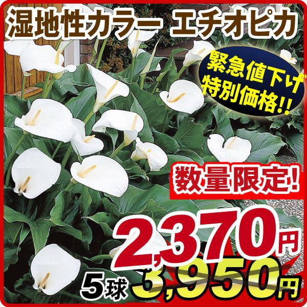 春植え球根 湿地性カラー エチオピカ 5球 【セット数限定大量販売セール】