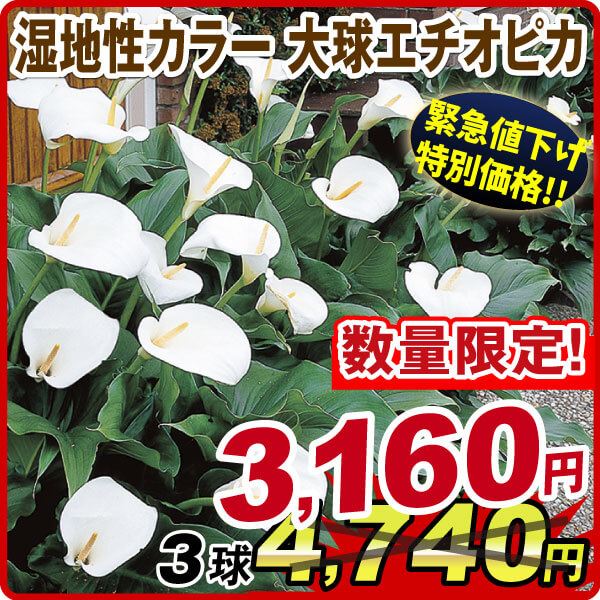 春植え球根 湿地性カラー 大球エチオピカ 3球 【セット数限定大量販売セール】