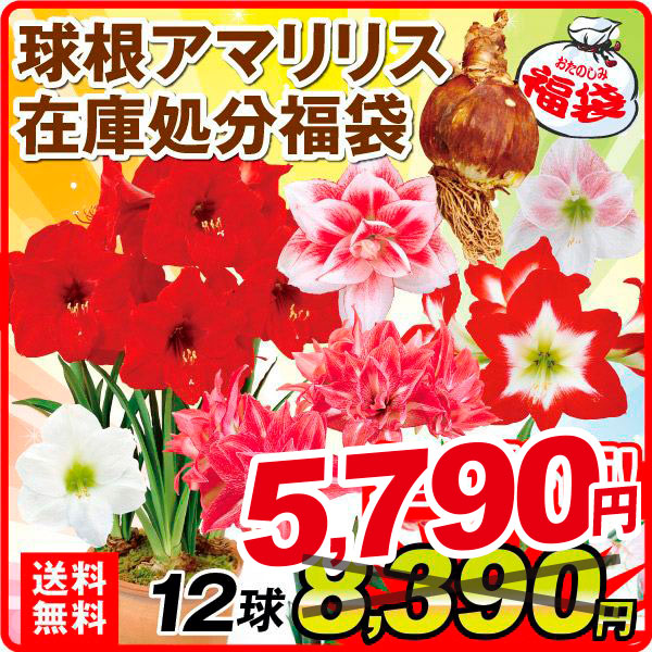 球根アマリリス在庫処分福袋 (品種見計らい・名称付) 12球 送料無料
