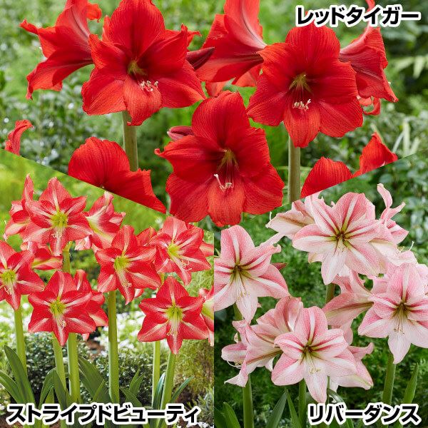 春植え球根 アマリリス アマリリスセット 3種3球 (各1球)