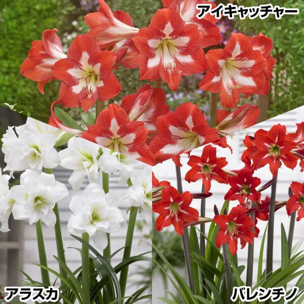 春植え球根 アマリリス ミニアマリリスセット 3種3球 (各1球)