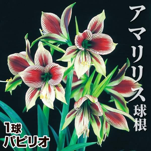 春植え球根 原種系アマリリス パピリオ １球