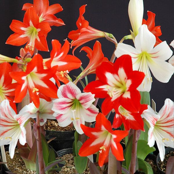 春植え球根 銅葉ミニアマリリスミックス 2球