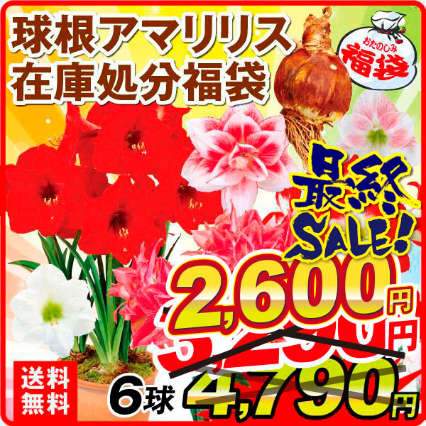 球根アマリリス在庫処分福袋 (品種見計らい・名称付) 6球 送料無料
