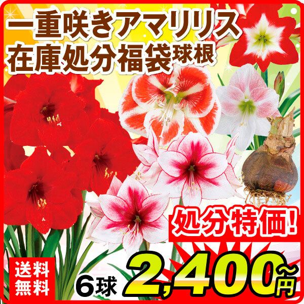 一重咲き球根アマリリス在庫処分福袋 (品種見計らい・名称付) 送料無料