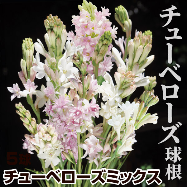 春植え球根 チューベローズ チューベローズミックス(無選別)
