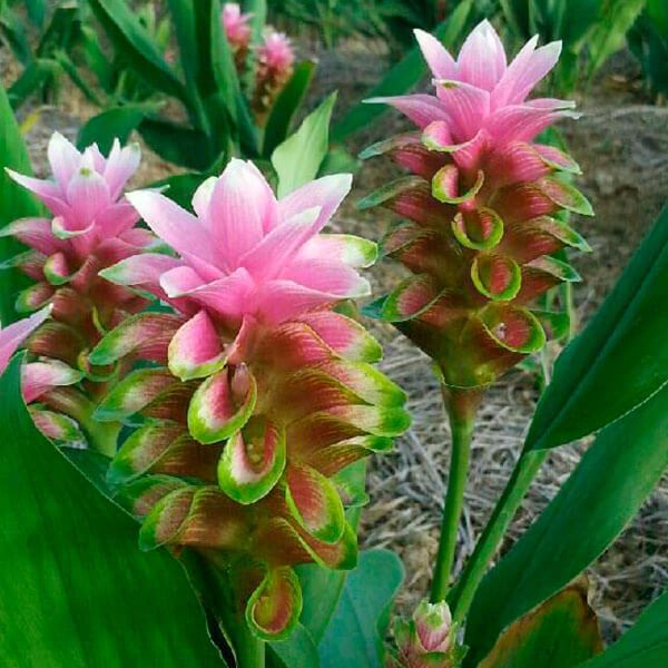 春植え球根 ミニクルクマ サイアムビッグクラウン 3球