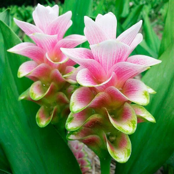 春植え球根 ミニクルクマ チェリーピンクダイヤモンド 3球