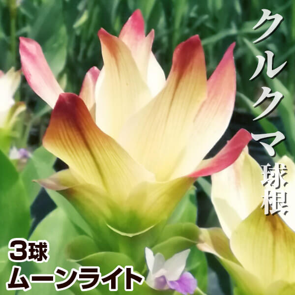 春植え球根 クルクマ ムーンライト 3球