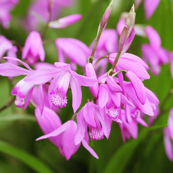 春植え球根 シラン 紫花 3球