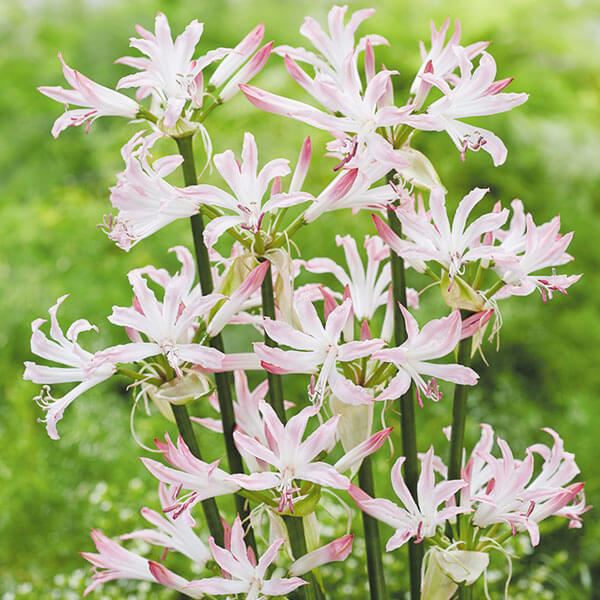 春植え球根 ネリネ リップスティック 1球