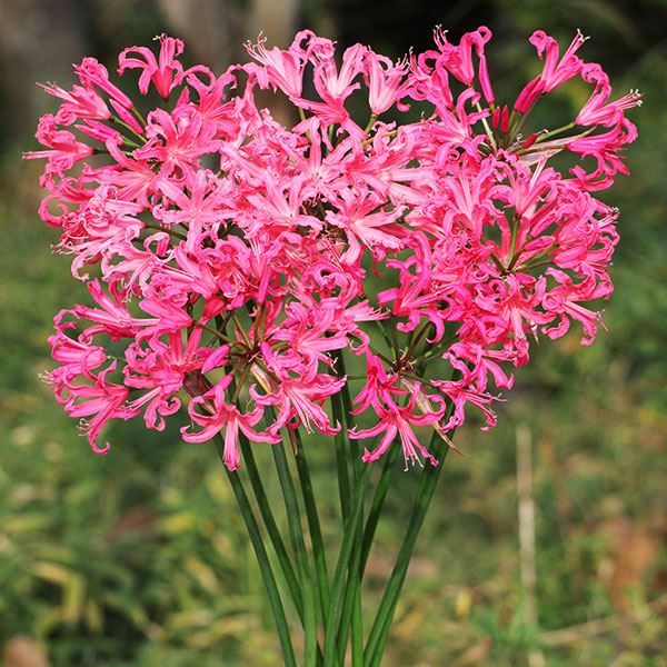 春植え球根 ネリネ パールズオブチェリー 1球