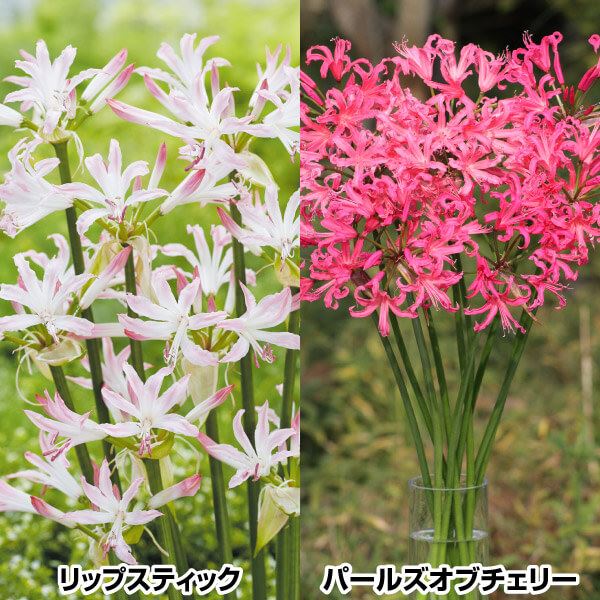 春植え球根 ネリネ ネリネセット2種2球
