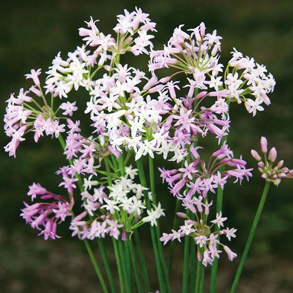 春植え球根 ツルバキア フレグランスミックス(無選別)