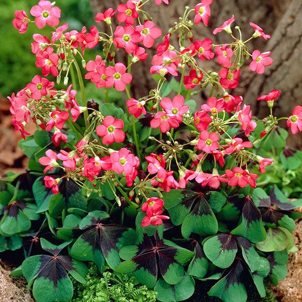 春植え球根 オキザリス ラッキークローバー