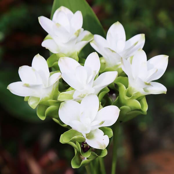 春植え球根 クルクマ メージョースノー 3球