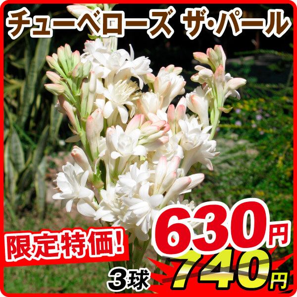 春植え球根 八重咲チューベローズ ザ・パール 3球 在庫処分セール