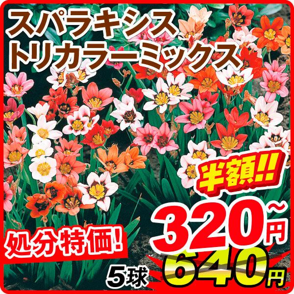 春植え球根 スパラキシス トリカラーミックス(無選別) 在庫処分セール