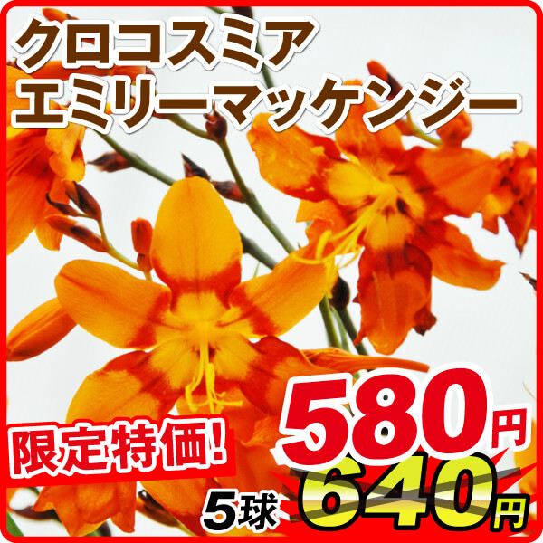 春植え球根 クロコスミア (ヒメヒオウギズイセン) エミリー マッケンジー 5球 在庫処分セール