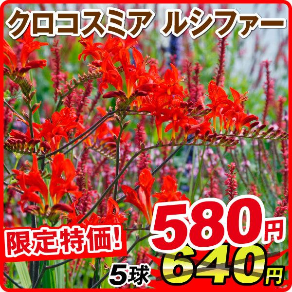 春植え球根 クロコスミア (ヒメヒオウギズイセン) ルシファー 5球 在庫処分セール