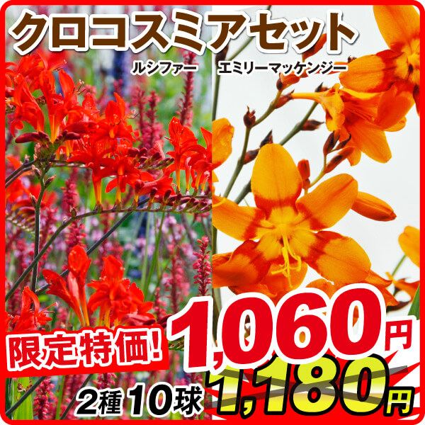 春植え球根 クロコスミア(ヒメヒオウギズイセン) クロコスミアセット 2種10球（各5球） 在庫処分セール