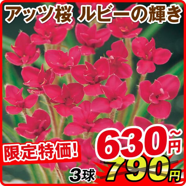 春植え球根 アッツ桜 ルビーの輝き 在庫処分セール