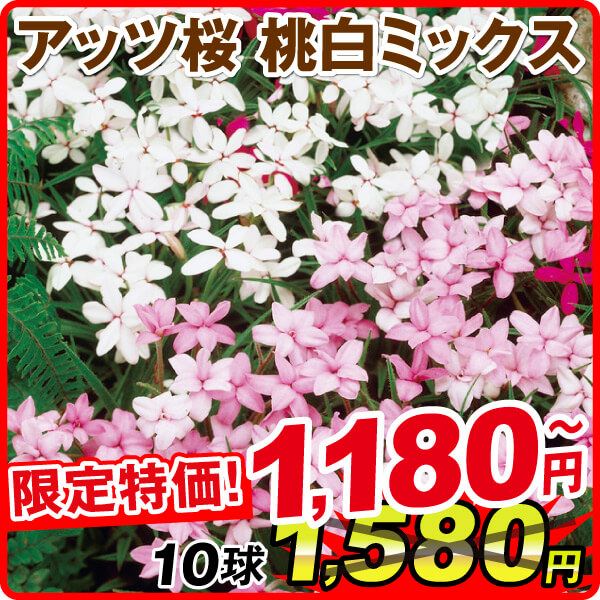 春植え球根 アッツ桜 桃白ミックス(無選別) 在庫処分セール