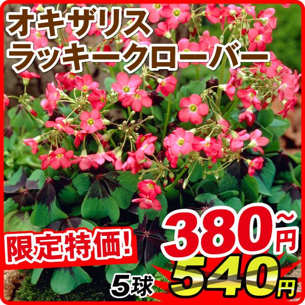 春植え球根 オキザリス ラッキークローバー 在庫処分セール