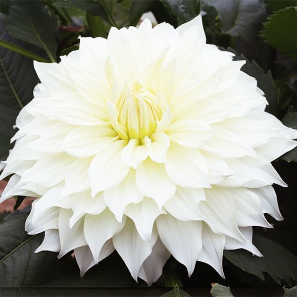 春植え球根 ダリア ショーンホワイト (大輪) 1球 ［在庫処分セール］