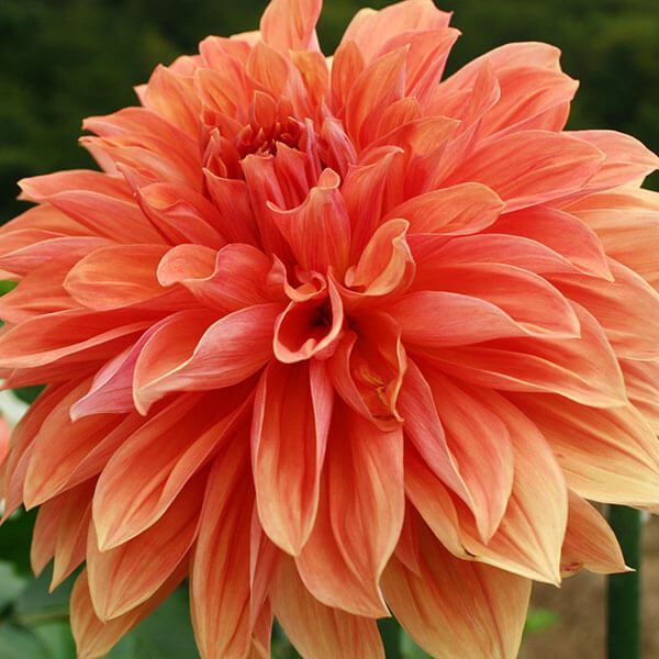 春植え球根 ダリア クライズチョイス (超巨大輪) 1球 ［在庫処分セール］