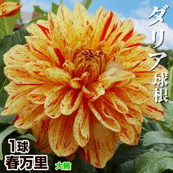 春植え球根 ダリア 春万里 (大輪) 1球 ［在庫処分セール］