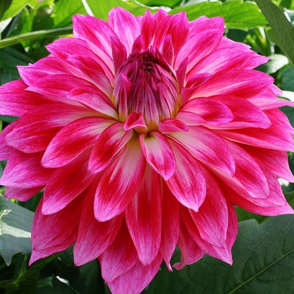 春植え球根 ダリア イーグルアイ (大輪) 1球 ［在庫処分セール］