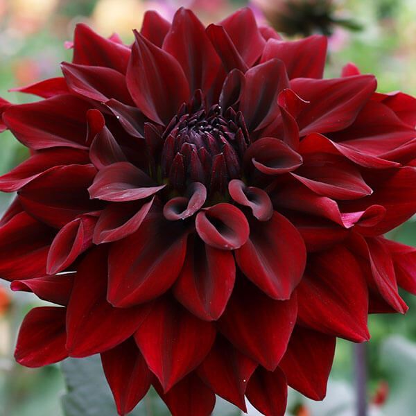春植え球根 ダリア 夜風 (中大輪) 1球 ［在庫処分セール］