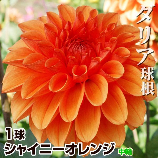 春植え球根 ダリア シャイニーオレンジ (中輪) 1球 ［在庫処分セール］