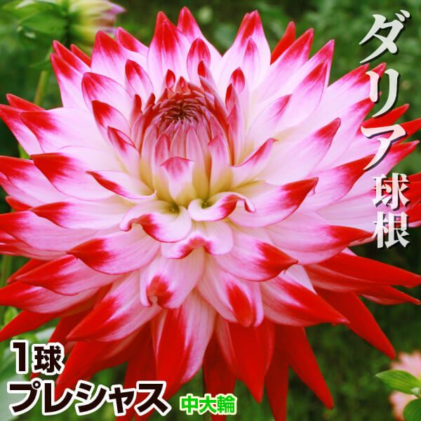 春植え球根 ダリア プレシャス (中大輪) 1球 ［在庫処分セール］