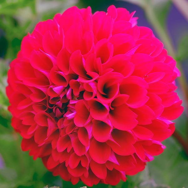 春植え球根 ポンポン咲ダリア 天使 2球 ［在庫処分セール］